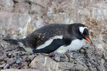 Fototapeta premium Gentoo penguin with chicks in nest