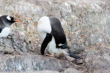 Gentoo penguin scratching