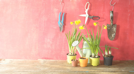 springtime gardening, young flowers, gardening utensils,sunlight, good copy space