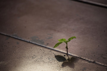 A little mint tree growing up in small gap of old red metal floor.