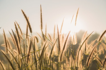 Grass flowers sunrises blur for background in summer season.