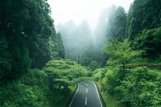 View of road passing through forest