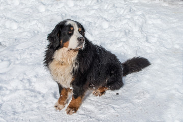 Berner Sennenhund