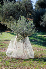 Small olive trees growing, olive grove in Kalamata, Peloponnese, Greece.