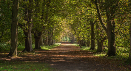 landscape photo of an avenue of trees with long shadows