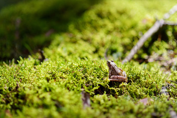 Fototapeta premium Common green frog on a moss in forest