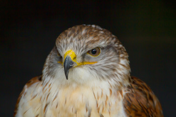 photo portrait of a Ferruginous Hawk