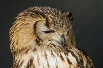 photo portrait of an Eagle owl