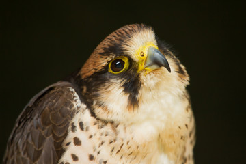 photo portrait of a Lanner Falcon