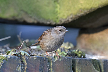 Heckenbraunelle (Prunella modularis) - Dunnock 