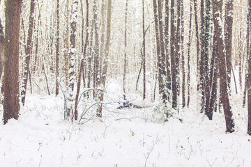 Forêt sous la neige