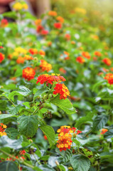 Obraz premium Fleurs de Lantana.