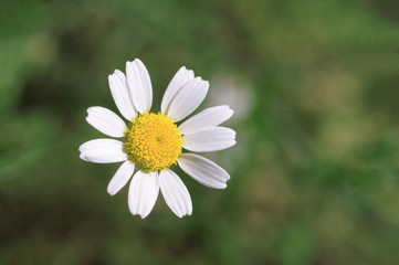 daisy flower on a background of green grass at spring time