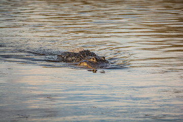 American Alligator on the prowl