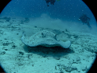 Asdu - Maldive - Trigone © Stefano 