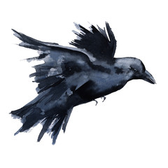Black Raven. Isolated on white background. 