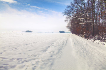 Forêt sous la neige