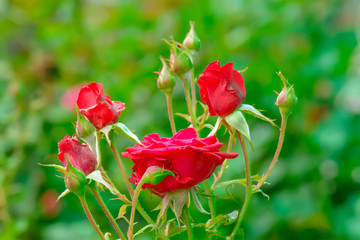 The rose is the flower represents love. Its on a nature background.