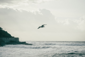 Seagull flying on the coast of Baiona, Galicia Spain