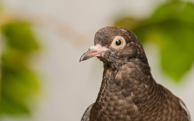 Portrait of a dove on a blurred background indoors