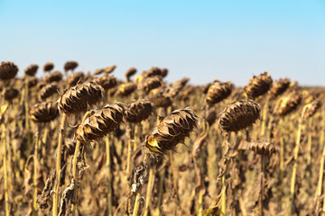 Naklejka premium Agricultural field of dry ripe sunflower ready for harvest