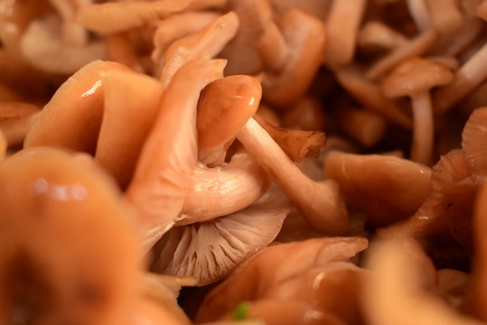 Hot mashrooms kitchen cooking
