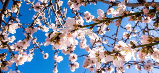 Blooming almond tree branch and flowers