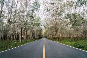 View of asphalt road in forest