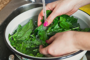 Hands of woman washing green leaves of arugula