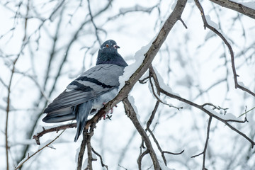 Branches with snow in a winter cold forest and a pigeon bird