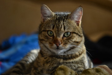 brown cat of siberian breed, female tricolor