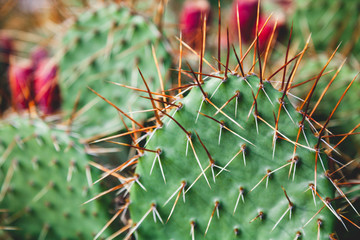 Green cactus with large thorns