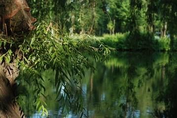 Ива на берегу