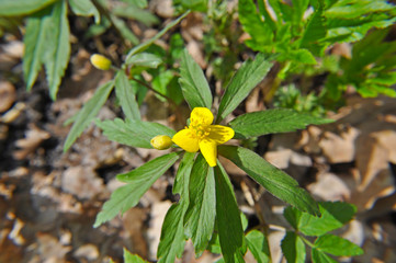 Yellow flower close-up
