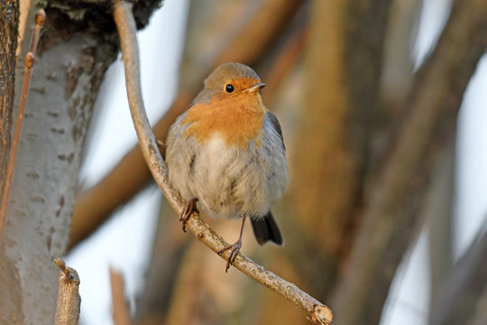 Rotkehlchen (Erithacus rubecula) - robin 