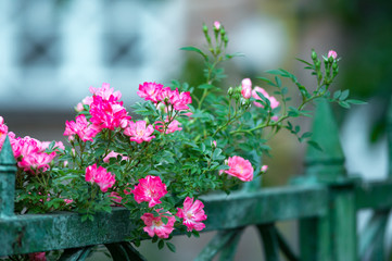Fototapeta na wymiar flowering garden rose next to window