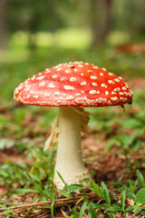 Red mushroom
