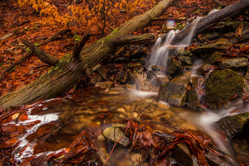 Wassercascaden im Wald 