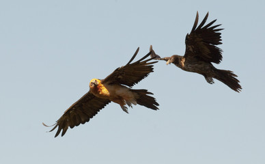 Dos quebrantahuesos en vuelo