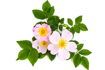 Pink wild rose or dog rose flowers with green leaves. Over white background