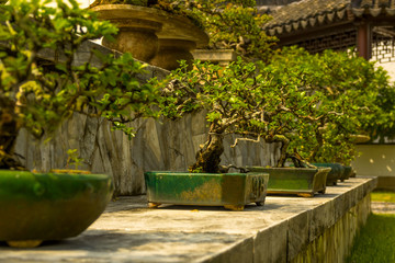 Bonsai in the Japanese Garden of Singapore