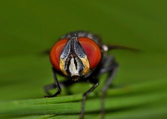 Front view macro of a small housefly, showing off its bright red compound eyes against a soft green background.