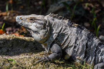 Iguana in the wild, closeup. Black spiny-tailed iguana, Black iguana, or Black ctenosaur. Tropical jungle in Mexico