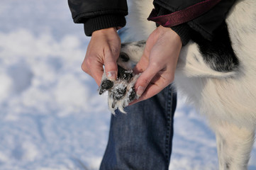 Pfotenkontrolle beim Hund