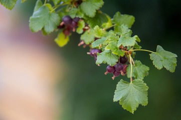 Close view of a branch with leaves and black currant berries. Shallow depth of field