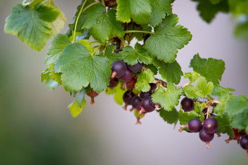 Branch of black currant in the garden. Shallow depth of field