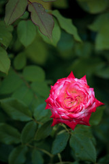 red and white rose flower with green leaves