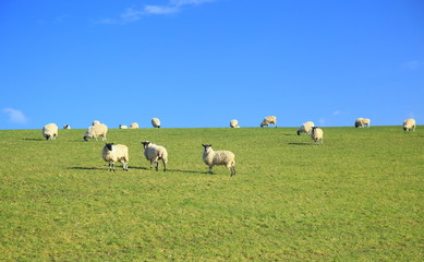 Fototapeta premium Herd of sheep on the farmland in East Devon