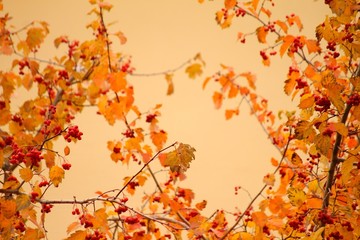 Autumn leaves background 2