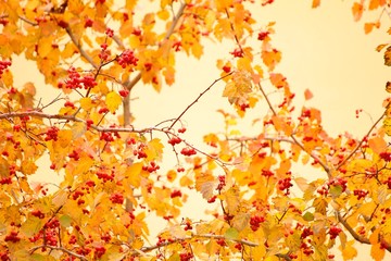 Autumn leaves background